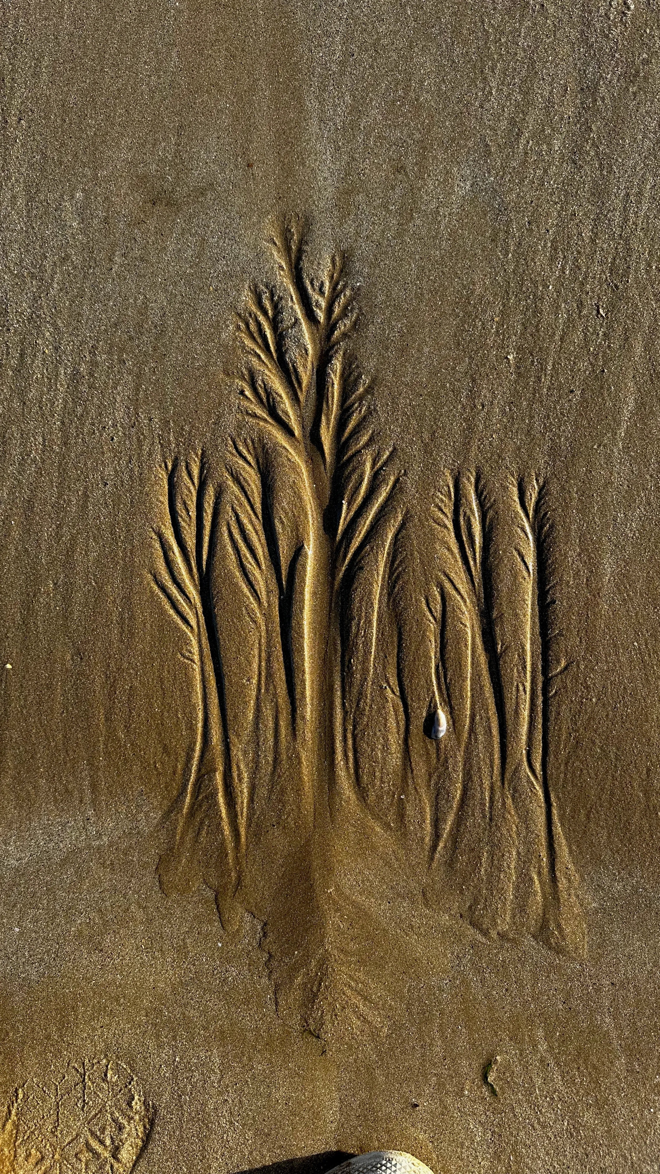 Arborescences naturelles dessinées par la marée dans le sable de la plage